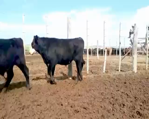 Lote 25 Terneros en Canals, Córdoba