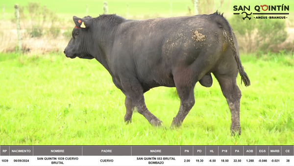 Lote ABERDEEN ANGUS PI