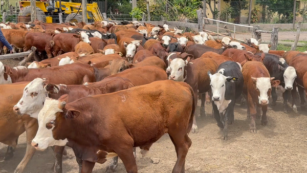 Lote 100 Terneros