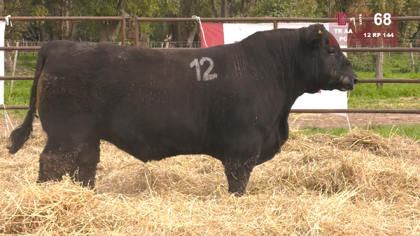 Lote TOROS ANGUS NEGROS  PC