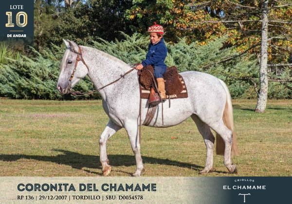 Lote CORONITA DEL CHAMAME