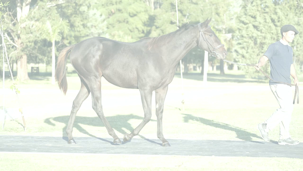 Lote AGRADECIDAS (SANDINO RULER -  GRATEFULLY  por  Equal Stripes)