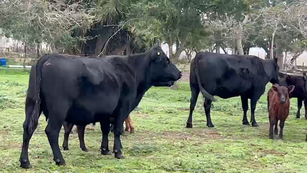 Lote VACA NUEVA AL CORTE
