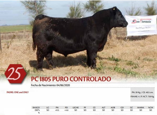Lote TORO