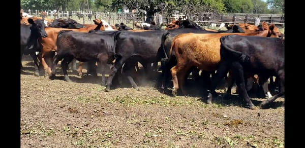 Lote 60 Terneros/as en Entre Ríos, Villaguay