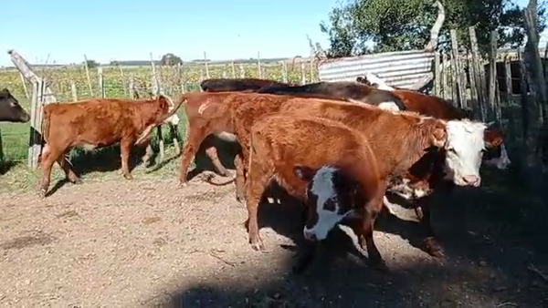 Lote Terneras y vaquilonas