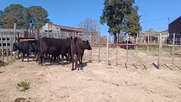 Lote (Vendido)6 Novillos 1 a 2 años ANGUS 290kg -  en EL CERRO