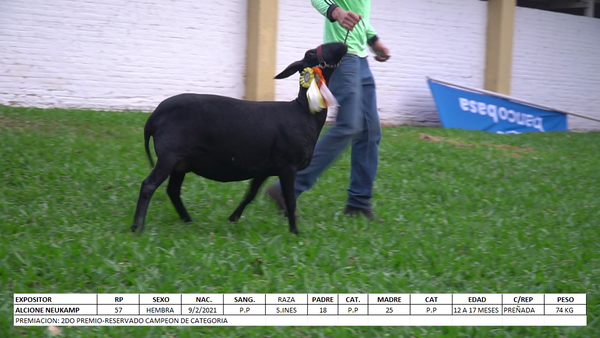 Lote Santa Inés Expo Internacional 2022 - Lote 22