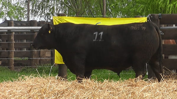 Lote TOROS ANGUS PUROS CONTROLADOS