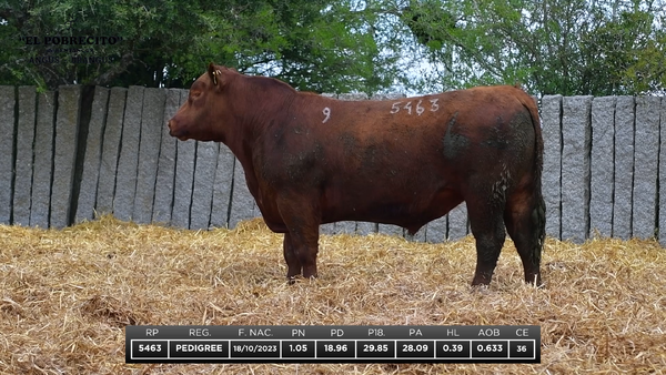 Lote ABERDEEN ANGUS P.I.