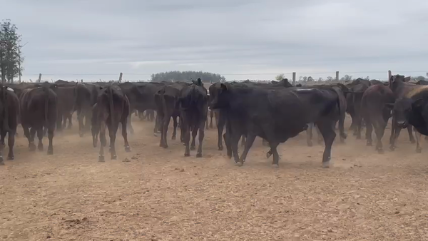 Lote 98 Vacas nuevas C/ cria en Goya, Corrientes