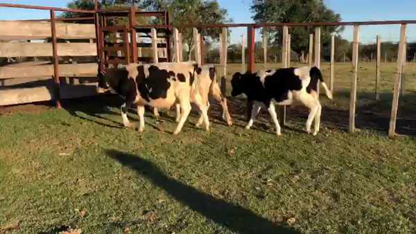 Lote 4 Terneros Holando