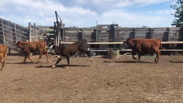 Lote 139 Terneros/as en Calchaquí, Santa Fe