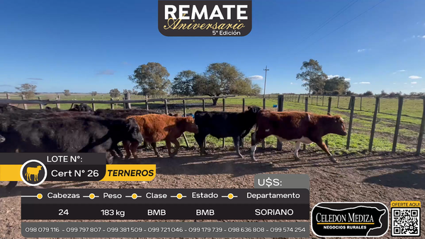 Lote 24 Terneros en Cuchilla del Perdido, Soriano