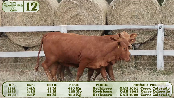 Lote LOTE 12