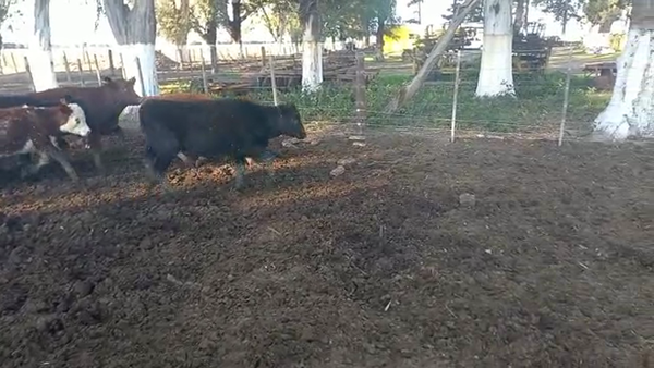 Lote 35 TERNEROS Y TERNERAS CRUZAS EN PORTEÑA, CORDOBA