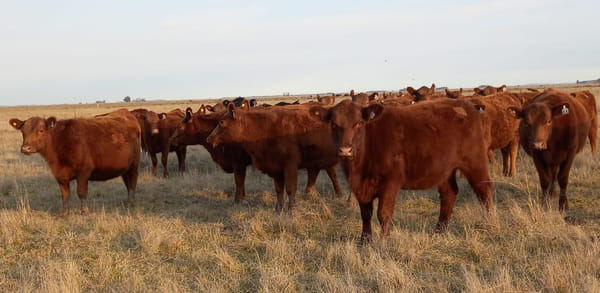 Lote """CABAÑA LA NEGRITA"" VAQUILLONAS GENERALES CON GARANTÍA DE PREÑEZ"