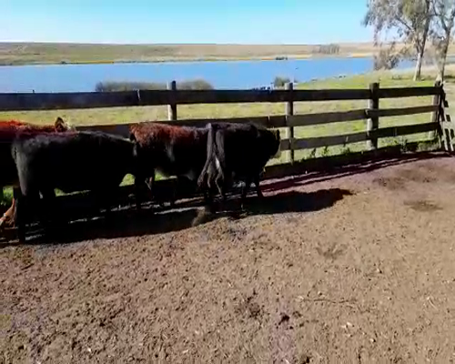 Lote (Vendido)12 Terneros y Terneras HE/ AA 280kg -  en CONSTANCIA