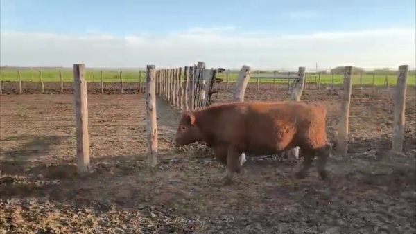 Lote 37 Novillitos Feed Lot en Entre Ríos, Rosario del Tala