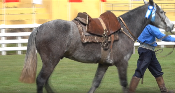 Lote CRIOLLOS EXPO INTERNACIONAL 2022 RP 92 - LOTE 10