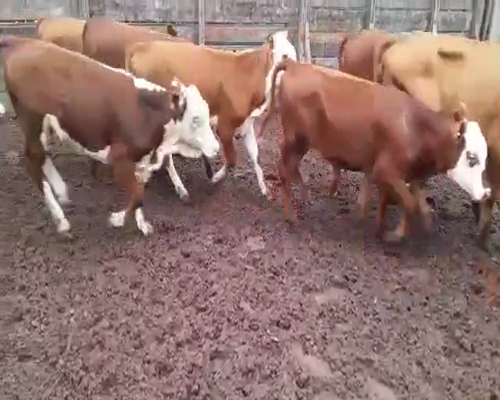 Lote 70 Terneras en Goya, Corrientes