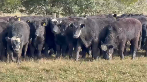 Lote 110 Terneros