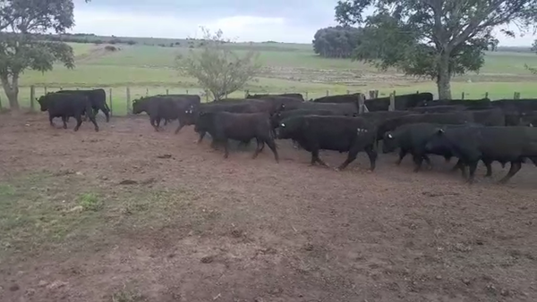 Lote 4 Toros Cabaña Rincón de los Negros