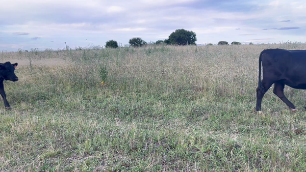 Lote VAQUILLONAS 1 a 2 AÑOS