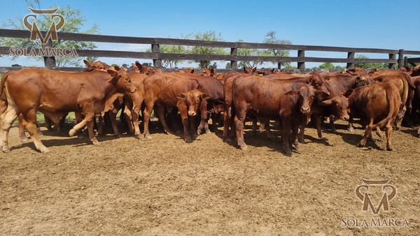 Lote Terneros Cbo 2