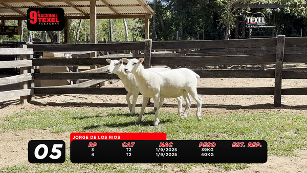 Lote LOTE 5