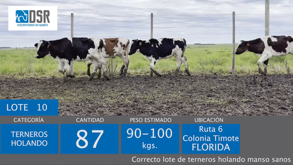 Lote Lote 10 - Ganado