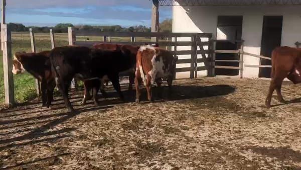 Lote 5 Terneros Normando 210kg -  en Carreton