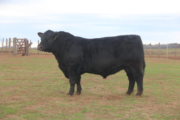 Lote TOROS PUROS DE PEDIGREE