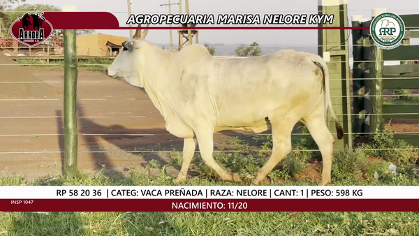 Lote VACA PREÑADA