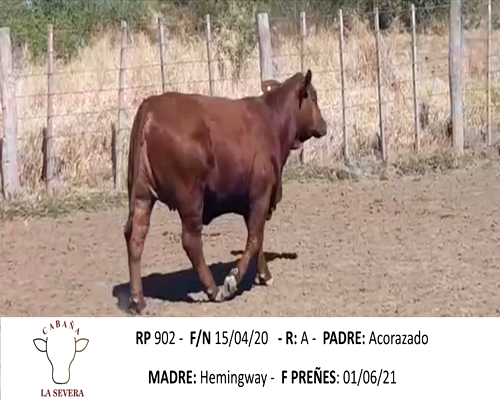 Lote SEVERA 902