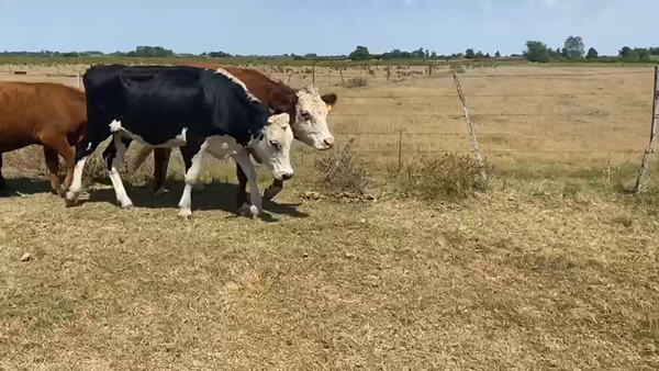 Lote (Vendido)11 Novillos CRUZAS CARNICERAS 300kg -  en COSTAS DEL TALA