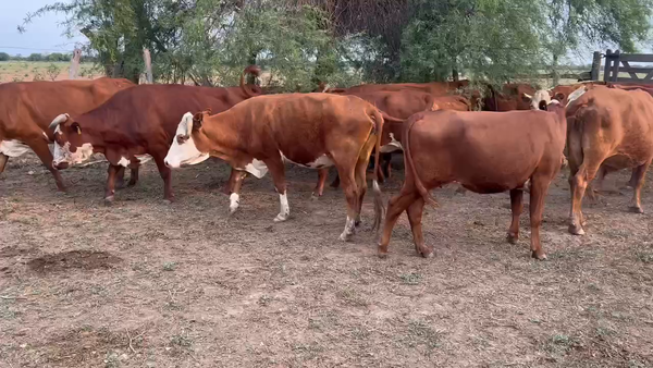 Lote 35 Vacas de invernar en Juan José Castelli, Chaco
