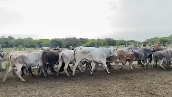 Lote 35 Vacas nuevas C/ gtia de preñez en Pto. Eva Perón, Chaco