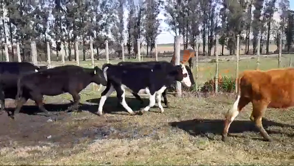 Lote (Vendido)14 Terneras HOLANDO/ ANGUS - HEREFORD/ NORMANDO 230kg -  en RUTA 50 KM. 12,500