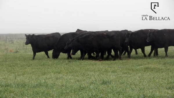 Lote VAQUILLONAS ANGUS MAS - LA BELLACA
