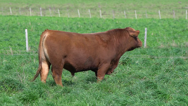 Lote TORO