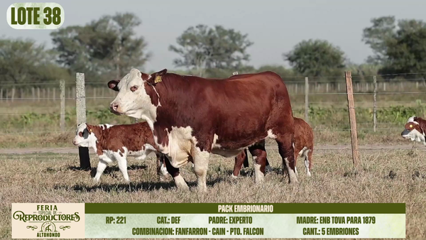 Lote LOTE 38