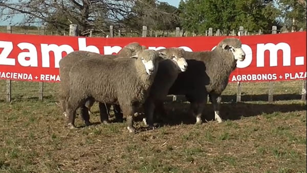 Lote 5 carneros 2 dtes MO 298-257-261-269-277