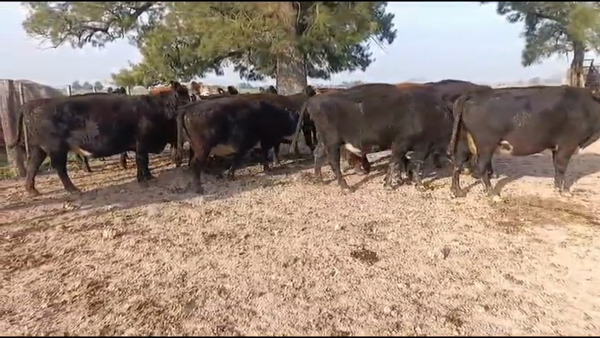 Lote 17 Vacas CUT preñadas