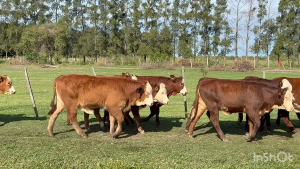 Lote 120 Terneras en Corrientes, Perugorría