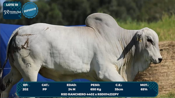 Lote LOTE 19