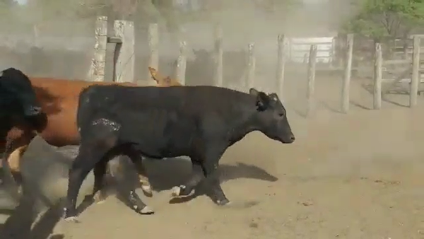 Lote 60 Novillos en Vilelas, Santiago del Estero