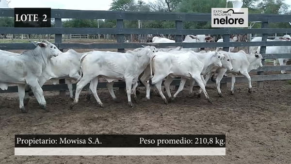 Lote Expo Nacional Terneras - Lote 02