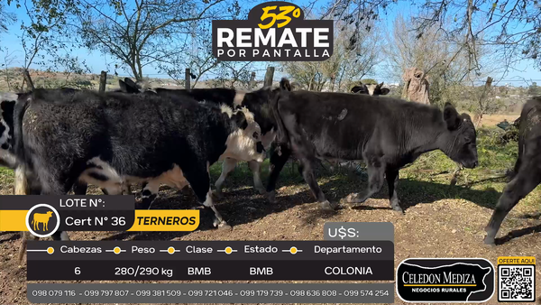 Lote 6 Terneros en Rosario, Colonia