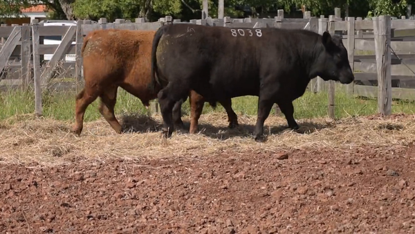Lote 2 Toros, Salto